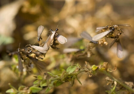 Termite picture shows termite swarm Massachusetts