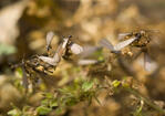 Boston termite companies