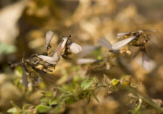 What You Should Know About Termites on Cape Cod
