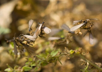 Termite Season is Coming