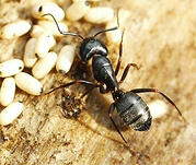 hot to get rid of carpenter ants Massachusetts homes
