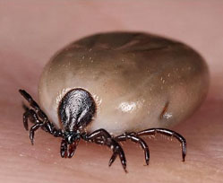 Tick spraying Massachusetts
