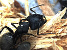 What does a carpenter ant look like