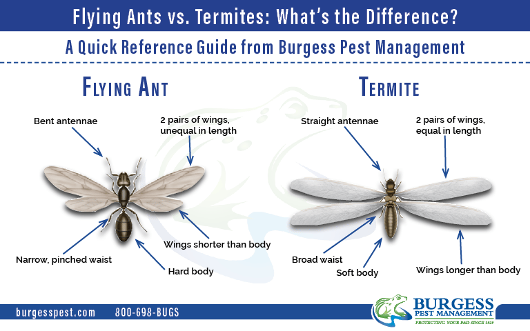 ANTS V TERMITES CARD 2 SIDED