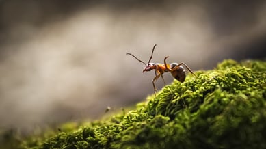 Wet Weather and Pests Massachusetts Rhode Island