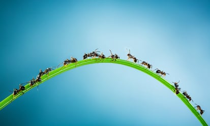 Ant Control Massachusetts Rhode Island