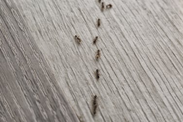 The Ants are Marching in May