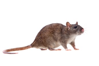 Rats! A growing problem on Cape Cod