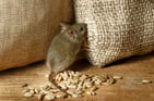 Keep mice out of food Massachusetts