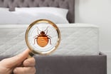 Massachusetts bed bug identification