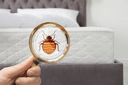Bed Bug Inspection Massachusetts