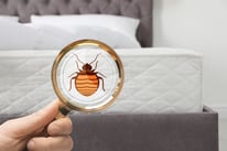 Bed Bugs Massachusetts Rhode Island