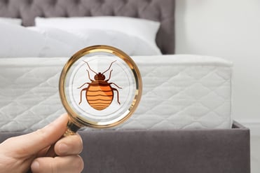 Bed Bugs in Massachusetts