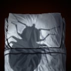 Massachusetts bed bug exterminator