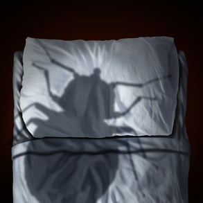 Avoiding Bed Bugs During Holidays Massachusetts Rhode Island