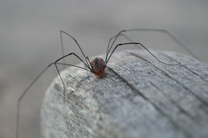 Spiders Getting Cozy in Your Dedham, MA Home