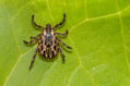 DOG TICK