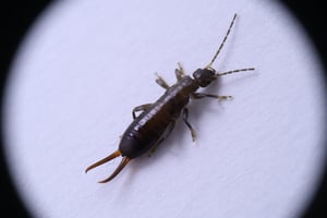 Basement Bugs In Wellesley, MA