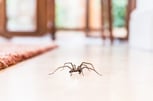 Massachusetts spider control
