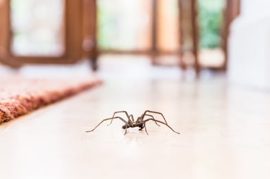 Homeowner's Guide to Spiders in Massachusetts