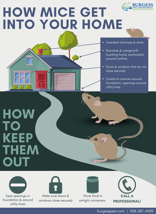 How Mice Get Into Your South Shore Massachusetts Home