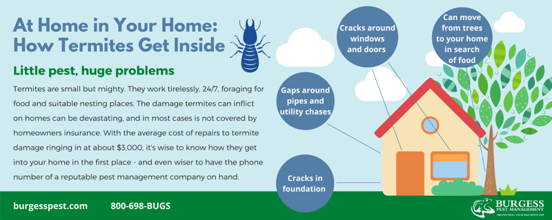 How Termites Get Inside [INFOGRAPHIC]