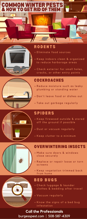 How to Get Rid of Winter Pests Massachusetts