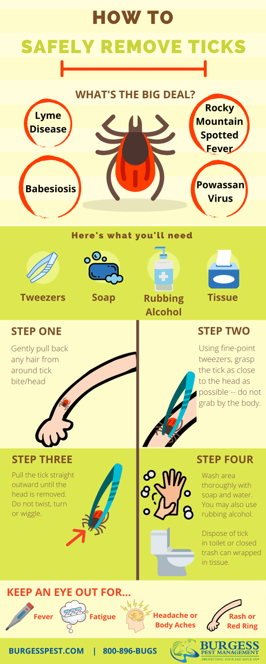 How to Remove Ticks
