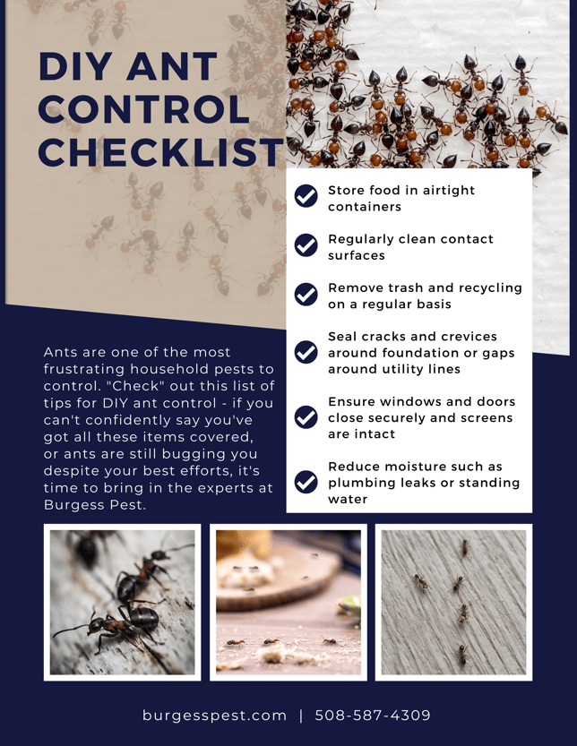 Massachusetts DIY Ant Control Checklist