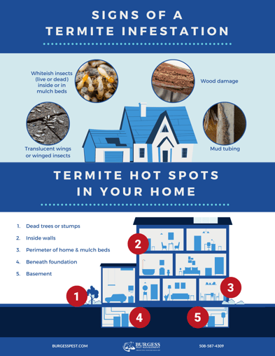 Signs of Termites in Massachusetts