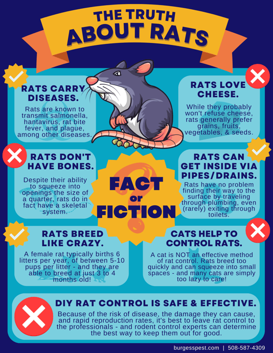 The Truth About Rats Infographic