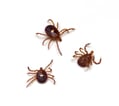 LONE STAR TICK
