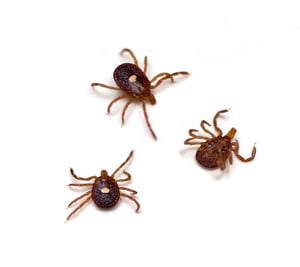 The Lone Star Tick: A New Threat in New England