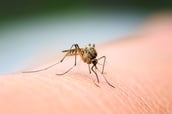 best Massachusetts mosquito control