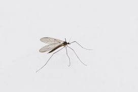 Winter Mosquito Activity Massachusetts