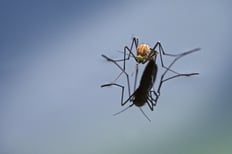 Mosquito Control Massachusetts