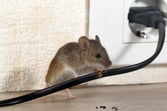 Massachusetts Rodent Control