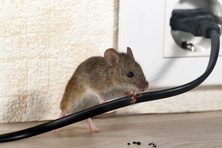 Mouse chewing on cord to an appliance