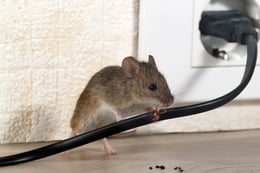 MOUSE CHEWING ON WIRE