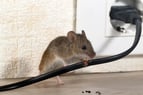 Mouse control in Massachusetts