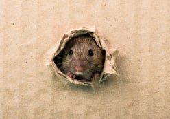 Rodent Season and Mouse Prevention in Massachusetts