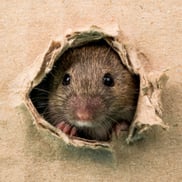 MOUSE IN WALL SQUARE