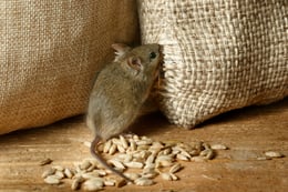 Mouse in Bag of Grain