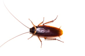 COCKROACH WHITE BACKGROUND
