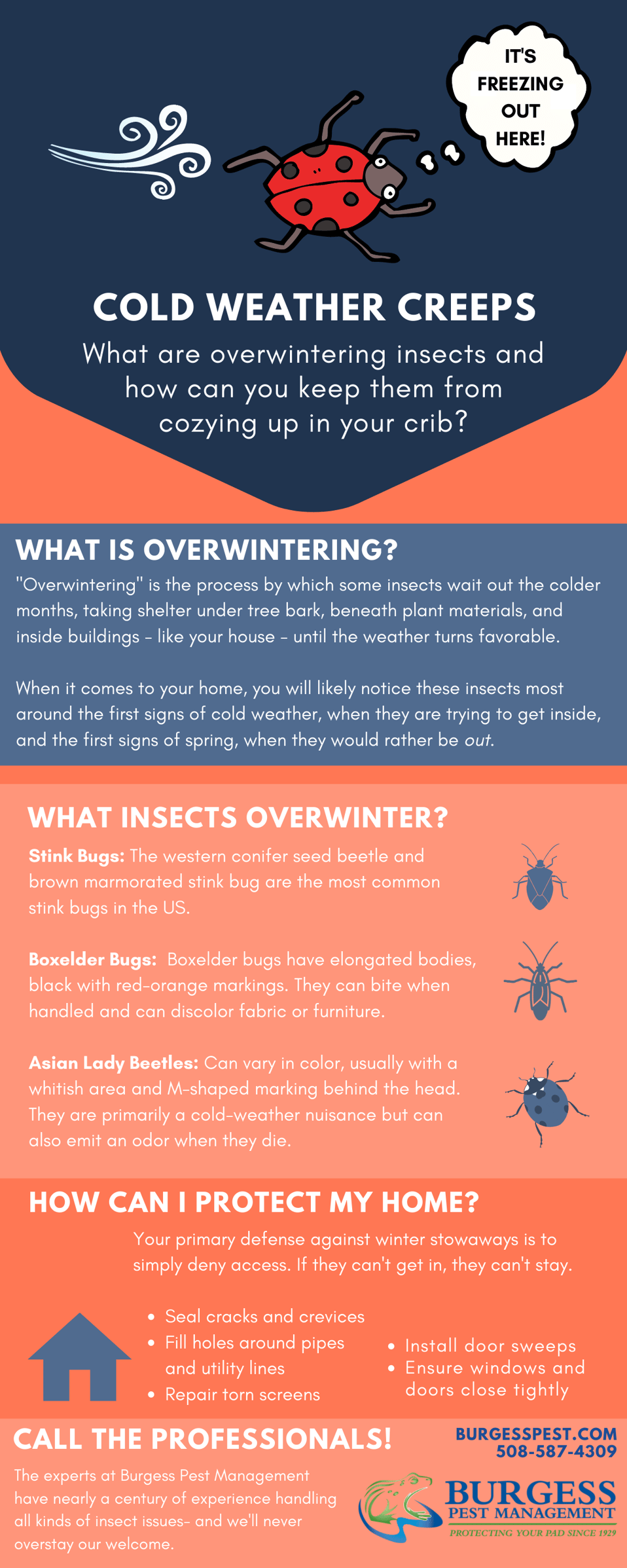 Cool-Weather Woes: Overwintering Insects [INFOGRAPHIC]