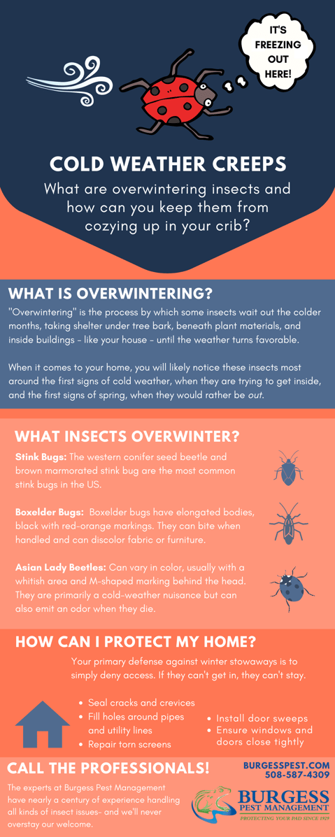 Cool-Weather Woes: Overwintering Insects