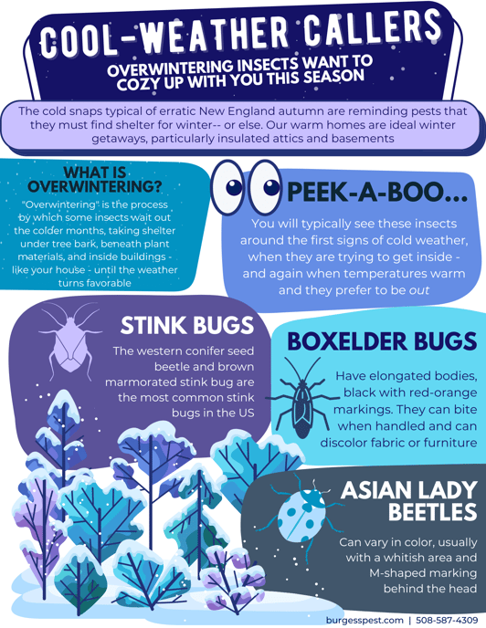 Overwintering Insects Massachusetts Infographic