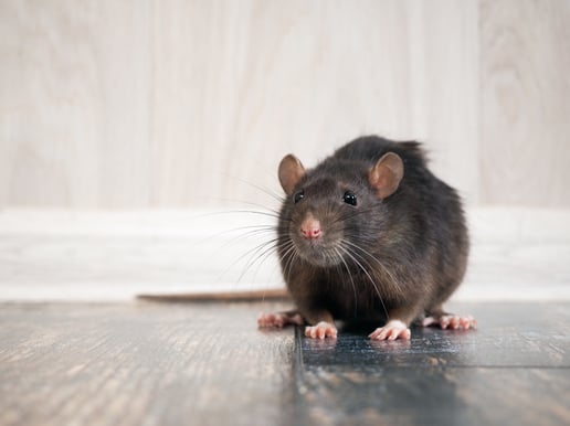 Rodent Awareness Week 2020