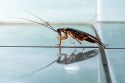 Cockroach Control Massachusetts