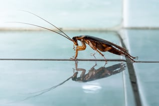 Cockroaches in Massachusetts Rhode Island